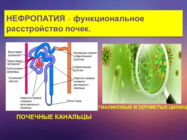 ПОЧЕЧНЫЕ КАНАЛЬЦЫ ГИАЛИНОВЫЕ И ЗЕРНИСТЫЕ ЦИЛИНДРЫ НЕФРОПАТИЯ - функциональное расстройство почек.