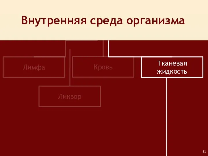 Лимфа Кровь Тканевая жидкость Внутренняя среда организма Ликвор