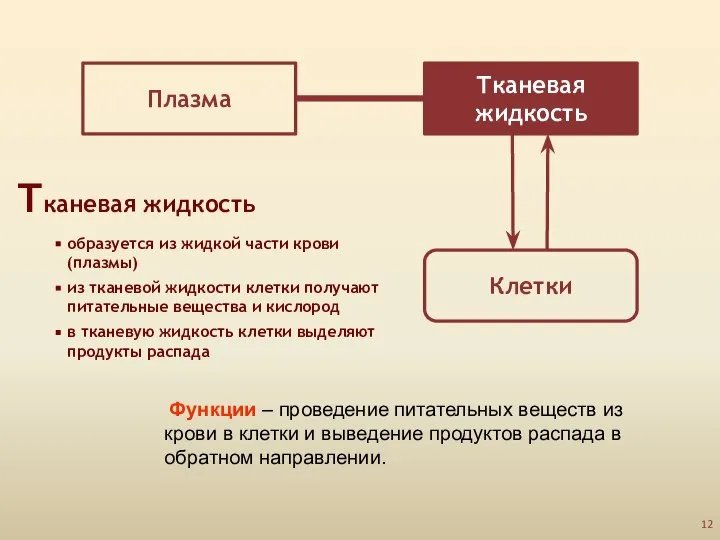 Плазма Тканевая жидкость Клетки Тканевая жидкость образуется из жидкой части крови (плазмы)