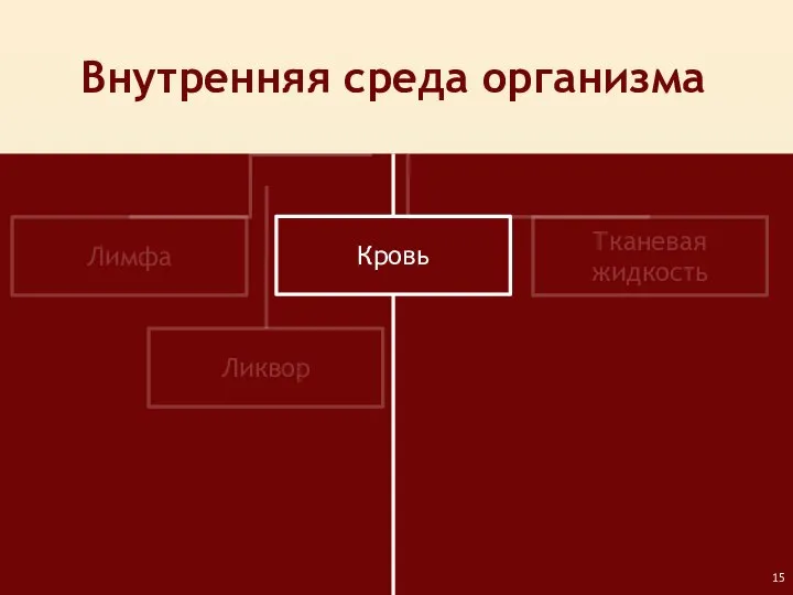 Лимфа Кровь Тканевая жидкость Внутренняя среда организма Ликвор