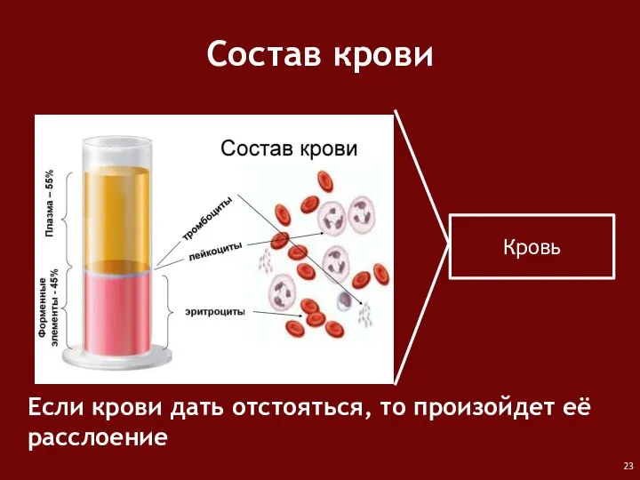 Кровь Если крови дать отстояться, то произойдет её расслоение Состав крови