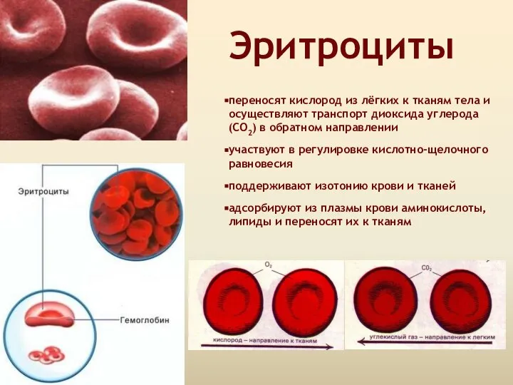 Эритроциты переносят кислород из лёгких к тканям тела и осуществляют транспорт диоксида