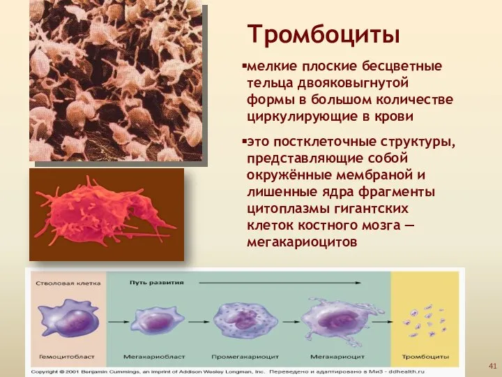 Тромбоциты мелкие плоские бесцветные тельца двояковыгнутой формы в большом количестве циркулирующие в