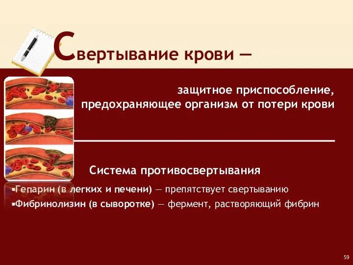 защитное приспособление, предохраняющее организм от потери крови Свертывание крови ― Система противосвертывания