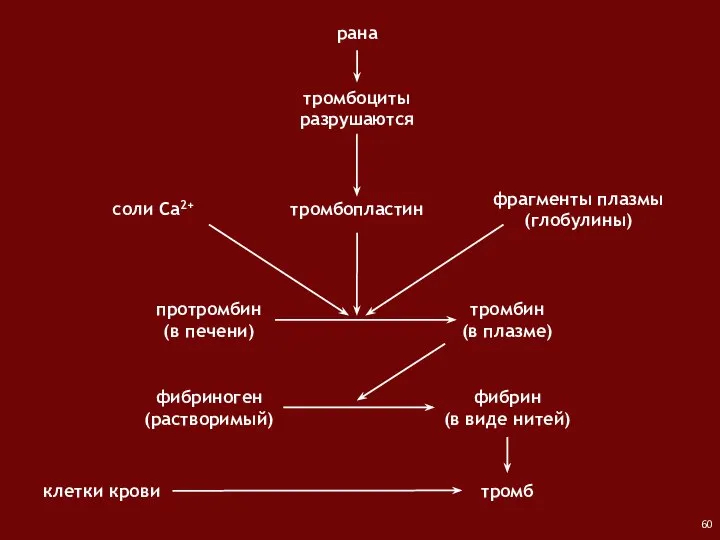 рана тромбоциты разрушаются протромбин (в печени) соли Са2+ фрагменты плазмы (глобулины) тромбин