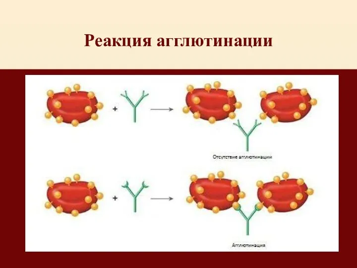 Реакция агглютинации