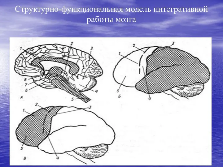 Структурно-функциональная модель интегративной работы мозга