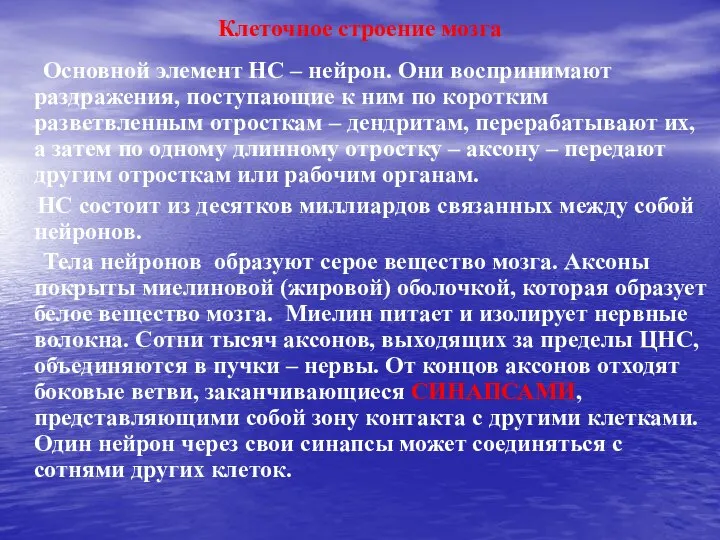 Клеточное строение мозга Основной элемент НС – нейрон. Они воспринимают раздражения, поступающие