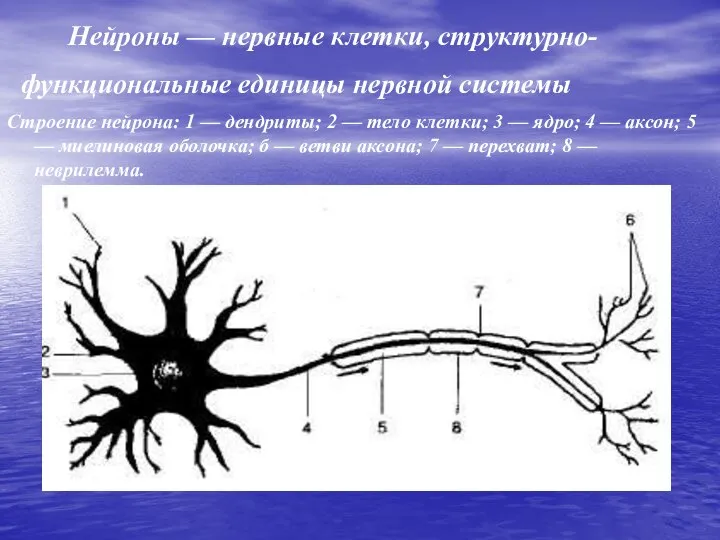 Нейроны — нервные клетки, структурно-функциональные единицы нервной системы Строение нейрона: 1 —