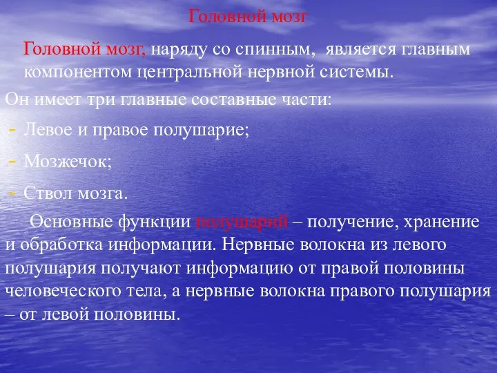 Головной мозг Головной мозг, наряду со спинным, является главным компонентом центральной нервной