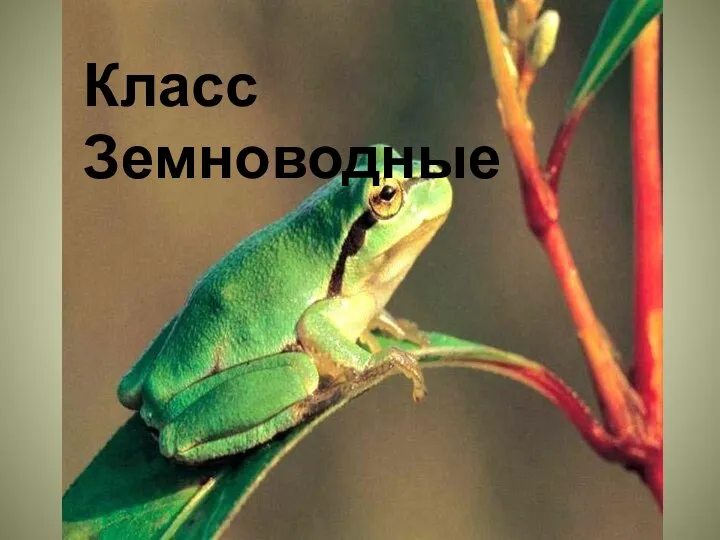 Класс Земноводные