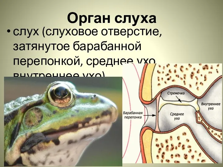 Орган слуха слух (слуховое отверстие, затянутое барабанной перепонкой, среднее ухо, внутреннее ухо)