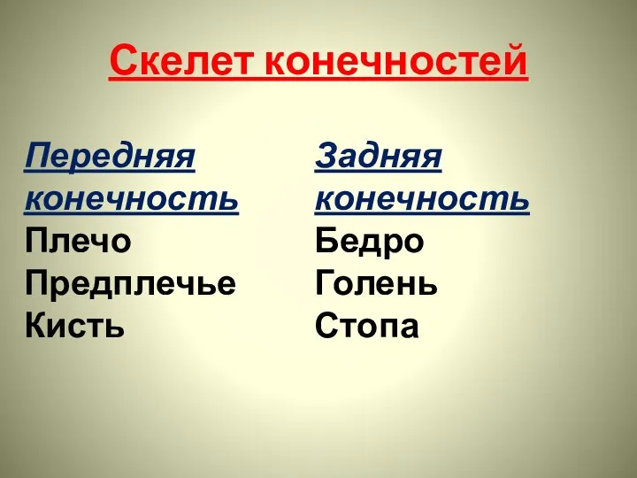 Скелет конечностей Передняя конечность Плечо Предплечье Кисть Задняя конечность Бедро Голень Стопа