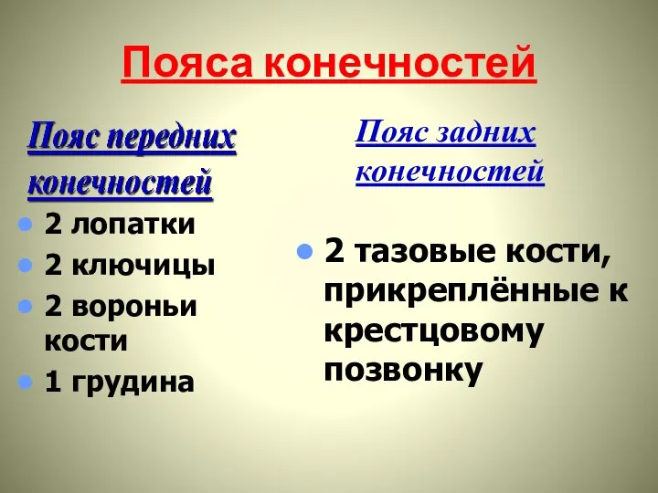 Пояса конечностей 2 лопатки 2 ключицы 2 вороньи кости 1 грудина Пояс