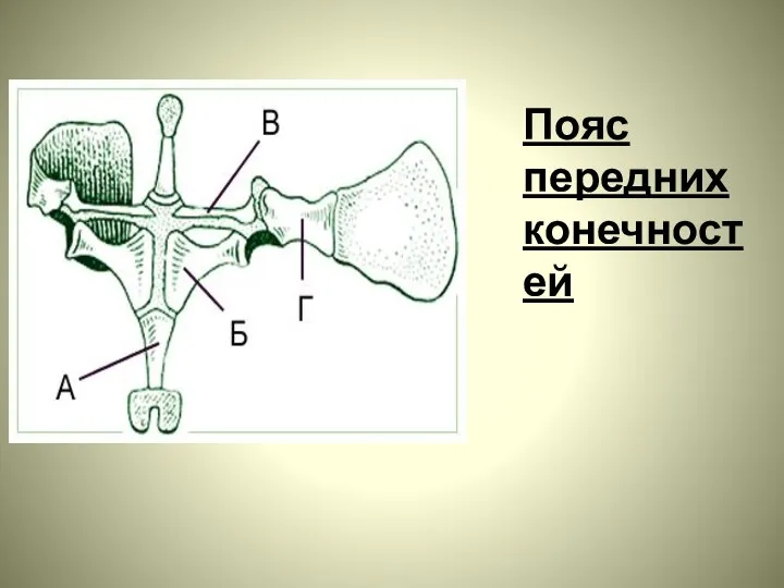 Пояс передних конечностей