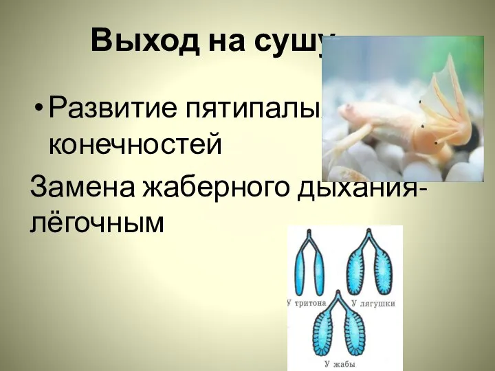 Выход на сушу Развитие пятипалых конечностей Замена жаберного дыхания- лёгочным