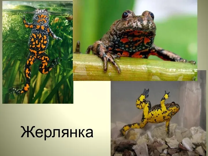 Жерлянка