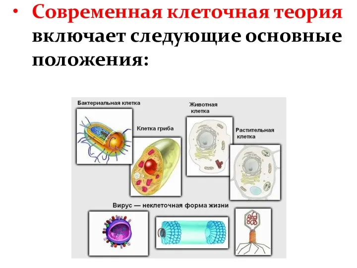 Современная клеточная теория включает следующие основные положения: