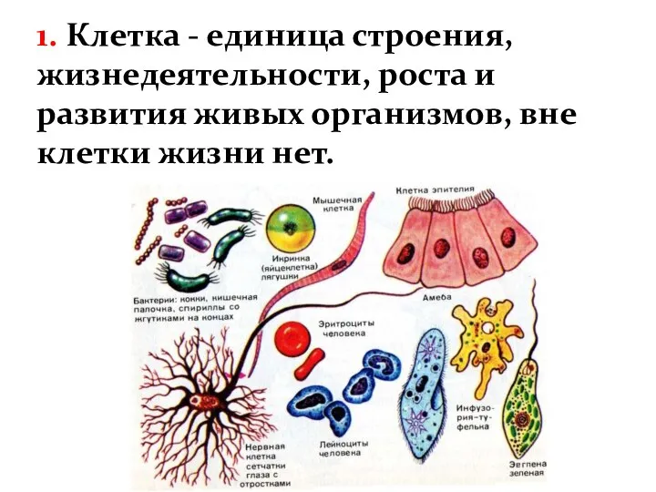 1. Клетка - единица строения, жизнедеятельности, роста и развития живых организмов, вне клетки жизни нет.