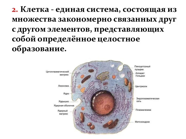 2. Клетка - единая система, состоящая из множества закономерно связанных друг с