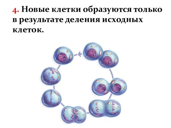 4. Новые клетки образуются только в результате деления исходных клеток.