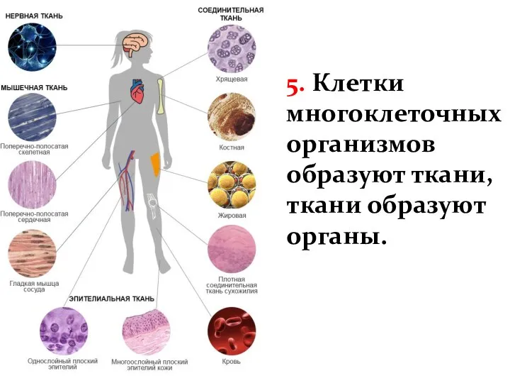 5. Клетки многоклеточных организмов образуют ткани, ткани образуют органы.