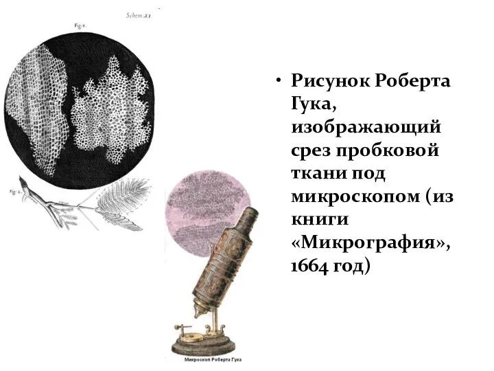 Рисунок Роберта Гука, изображающий срез пробковой ткани под микроскопом (из книги «Микрография», 1664 год)