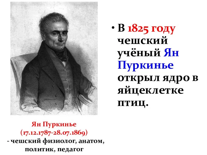 В 1825 году чешский учёный Ян Пуркинье открыл ядро в яйцеклетке птиц.