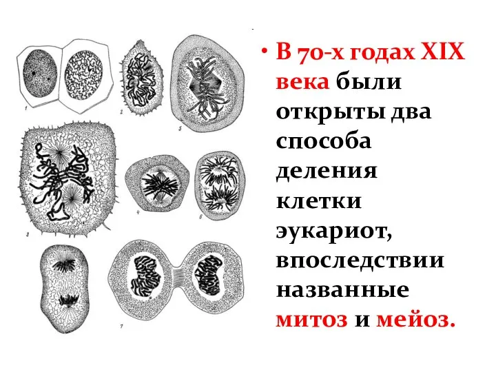 В 70-х годах ХIХ века были открыты два способа деления клетки эукариот,