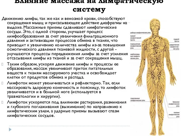 Влияние массажа на лимфатическую систему Движению лимфы, так же как и венозной