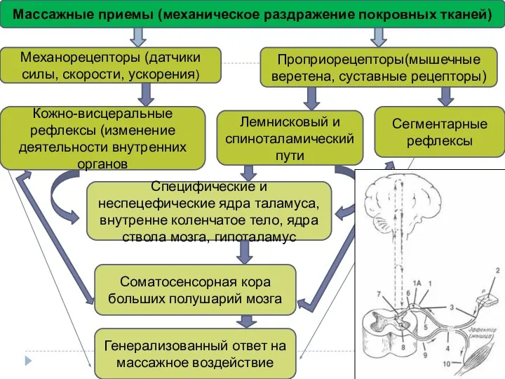 Массажные приемы (механическое раздражение покровных тканей) Механорецепторы (датчики силы, скорости, ускорения) Проприорецепторы(мышечные