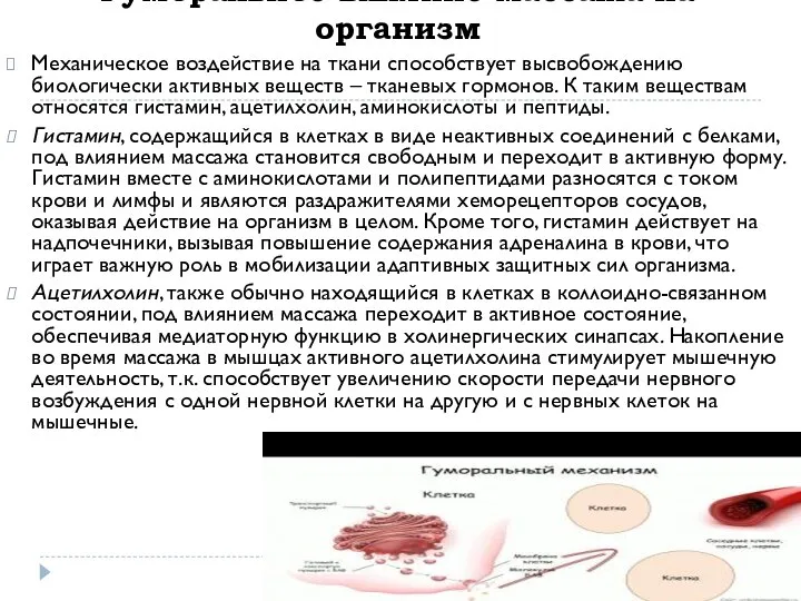 Механическое воздействие на ткани способствует высвобождению биологически активных веществ – тканевых гормонов.