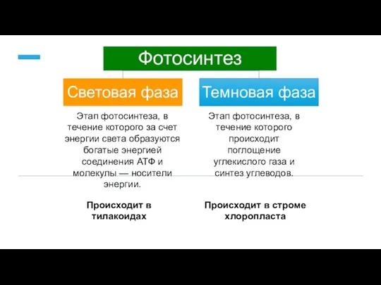 Этап фотосинтеза, в течение которого за счет энергии света образуются богатые энергией