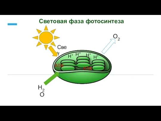 Световая фаза фотосинтеза Свет Н2О О2 Н+ Н+ Н+ Н+ АТФ АТФ