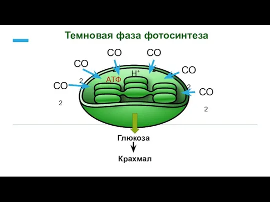 Темновая фаза фотосинтеза