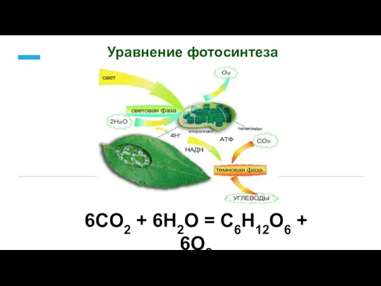 6CO2 + 6H2O = C6H12O6 + 6О2 Уравнение фотосинтеза