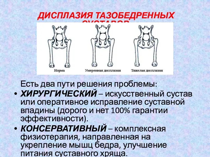 ДИСПЛАЗИЯ ТАЗОБЕДРЕННЫХ СУСТАВОВ Есть два пути решения проблемы: ХИРУРГИЧЕСКИЙ – искусственный сустав