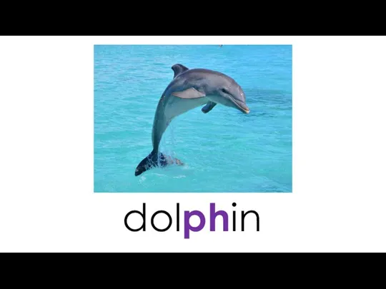 dolphin