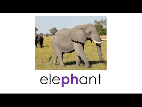 elephant