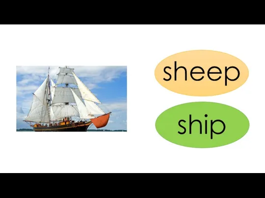 sheep ship