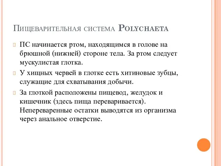 Пищеварительная система Polychaeta ПС начинается ртом, находящимся в голове на брюшной (нижней)