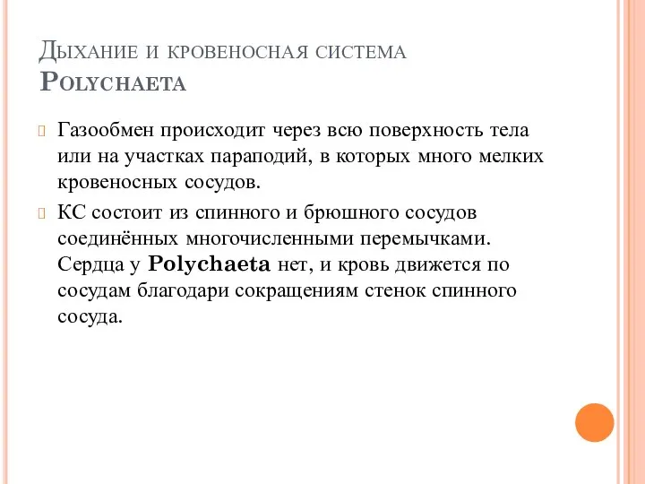 Дыхание и кровеносная система Polychaeta Газообмен происходит через всю поверхность тела или