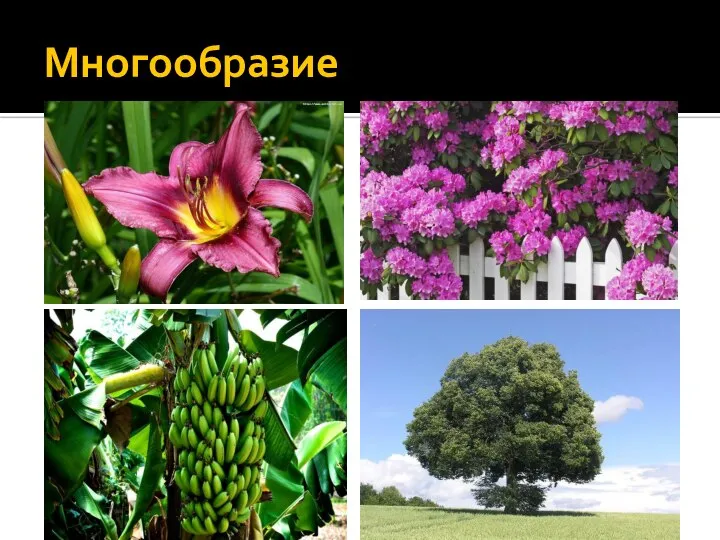 Многообразие