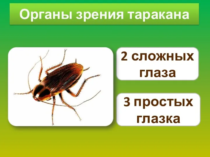 Органы зрения таракана 2 сложных глаза 3 простых глазка