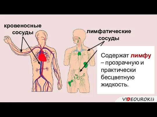 кровеносные сосуды лимфатические сосуды Содержат лимфу – прозрачную и практически бесцветную жидкость.