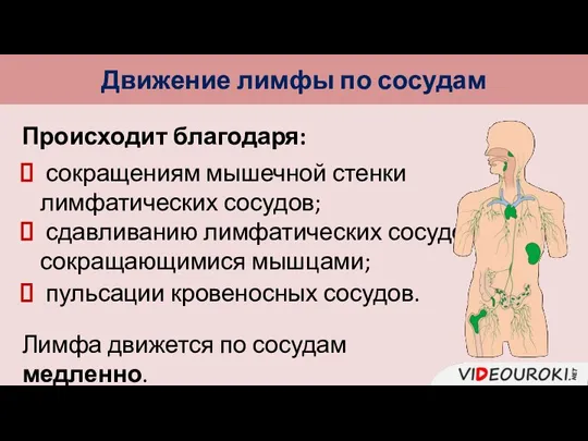 Движение лимфы по сосудам Происходит благодаря: сокращениям мышечной стенки лимфатических сосудов; сдавливанию