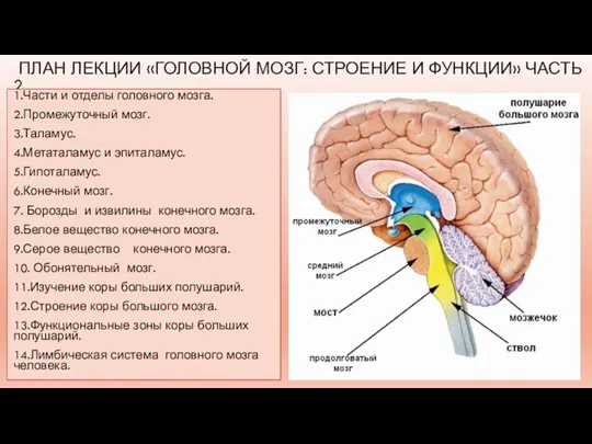 ПЛАН ЛЕКЦИИ «ГОЛОВНОЙ МОЗГ: СТРОЕНИЕ И ФУНКЦИИ» ЧАСТЬ 2 1.Части и отделы