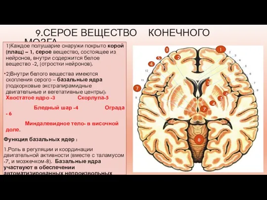 9.СЕРОЕ ВЕЩЕСТВО КОНЕЧНОГО МОЗГА 1)Каждое полушарие снаружи покрыто корой (плащ) – 1,