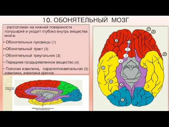 10. ОБОНЯТЕЛЬНЫЙ МОЗГ - расположен на нижней поверхности полушарий и уходят глубоко