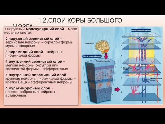 12.СЛОИ КОРЫ БОЛЬШОГО МОЗГА: 1.наружный молекулярный слой – мало нервных клеток 2.наружный